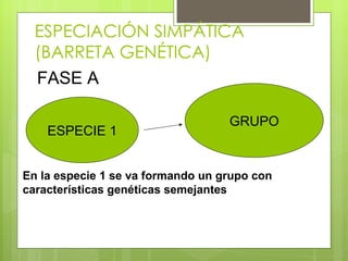ESPECIACIÓN SIMPÁTICA
  (BARRETA GENÉTICA)
  FASE A

                                   GRUPO
    ESPECIE 1


En la especie 1 se va formando un grupo con
características genéticas semejantes
 