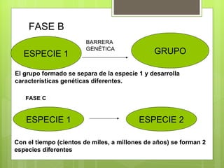 FASE B
                       BARRERA
                       GENÉTICA
   ESPECIE 1                                  GRUPO

El grupo formado se separa de la especie 1 y desarrolla
características genéticas diferentes.

   FASE C



   ESPECIE 1                             ESPECIE 2

Con el tiempo (cientos de miles, a millones de años) se forman 2
especies diferentes
 