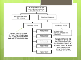 INVIABILIDAD
                   ESTERILIDAD DE LOS
CUANDO SE EVITA    HIBRIDOS
EL APAREAMIENTO
O LA FECUNDACION    AUN DESPUES DE
                    LA FECUNDACION
                   ES POSIBLE QUE NO
                   ES PRODUZCA UNA
                     DESCENDENCIA
                     VIABLE O FERTIL
 