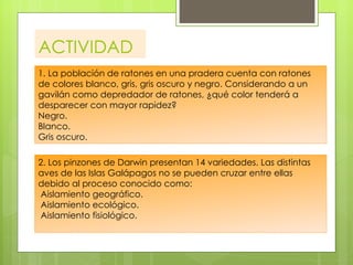 ACTIVIDAD
1. La población de ratones en una pradera cuenta con ratones
de colores blanco, gris, gris oscuro y negro. Considerando a un
gavilán como depredador de ratones, ¿qué color tenderá a
desparecer con mayor rapidez?
Negro.
Blanco.
Gris oscuro.

2. Los pinzones de Darwin presentan 14 variedades. Las distintas
aves de las Islas Galápagos no se pueden cruzar entre ellas
debido al proceso conocido como:
 Aislamiento geográfico.
 Aislamiento ecológico.
 Aislamiento fisiológico.
 