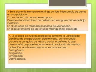 3. En el siguiente ejemplo se restringe un libre intercambio de genes
en una población.
En un criadero de perros de raza pura.
Durante el apareamiento de ballenas en las aguas cálidas de Baja
California.
En el santuario de mariposas monarca de Michoacán.
En el desovamiento de las tortugas marinas en las playas de

 4. La llegada de nuevos pobladores aumenta la variabilidad
 genética de una población determinada, como sucedió
 durante la conquista de México por los españoles, lo que
 desempeñó un papeli mportante en la evolución de nuestra
 población. A este mecanismo se le conoce como:
 Poza génica.
 Emigración.
 Inmigración
 Deriva génica.
   
 