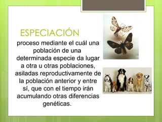 ESPECIACIÓN
 proceso mediante el cuál una
         población de una
determinada especie da lugar
   a otra u otras poblaciones,
asiladas reproductivamente de
  la población anterior y entre
    sí, que con el tiempo irán
 acumulando otras diferencias
            genéticas.
 