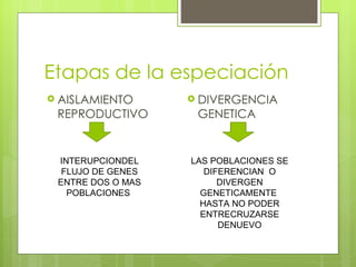 Etapas de la especiación
 AISLAMIENTO       DIVERGENCIA
 REPRODUCTIVO       GENETICA


 INTERUPCIONDEL    LAS POBLACIONES SE
  FLUJO DE GENES      DIFERENCIAN O
 ENTRE DOS O MAS         DIVERGEN
   POBLACIONES       GENETICAMENTE
                     HASTA NO PODER
                     ENTRECRUZARSE
                         DENUEVO
 