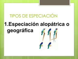TIPOS DE ESPECIACIÓN
1.Especiación alopátrica o
 geográfica
 