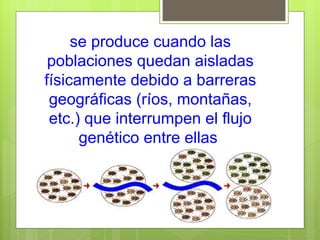 se produce cuando las
 poblaciones quedan aisladas
físicamente debido a barreras
 geográficas (ríos, montañas,
 etc.) que interrumpen el flujo
      genético entre ellas
 