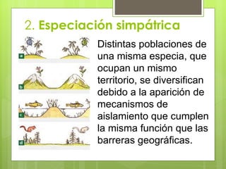 2. Especiación simpátrica
           Distintas poblaciones de
           una misma especia, que
           ocupan un mismo
           territorio, se diversifican
           debido a la aparición de
           mecanismos de
           aislamiento que cumplen
           la misma función que las
           barreras geográficas.
 