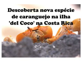 Descoberta nova espécie
 de caranguejo na ilha
'del Coco' na Costa Rica
 