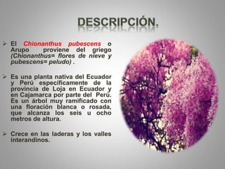  El Chionanthus pubescens o
Arupo proviene del griego
(Chionanthus= flores de nieve y
pubescens= peludo) .
 Es una planta nativa del Ecuador
y Perú específicamente de la
provincia de Loja en Ecuador y
en Cajamarca por parte del Perú.
Es un árbol muy ramificado con
una floración blanca o rosada,
que alcanza los seis u ocho
metros de altura.
 Crece en las laderas y los valles
interandinos.
 