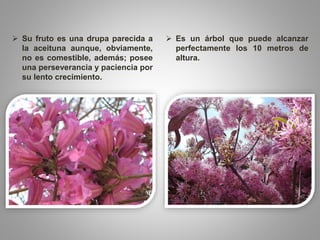  Su fruto es una drupa parecida a
la aceituna aunque, obviamente,
no es comestible, además; posee
una perseverancia y paciencia por
su lento crecimiento.
 Es un árbol que puede alcanzar
perfectamente los 10 metros de
altura.
 