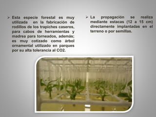  Esta especie forestal es muy
utilizada en la fabricación de
rodillos de los trapiches caseros,
para cabos de herramientas y
madrea para torneados, además;
es muy cotizado como árbol
ornamental utilizado en parques
por su alta tolerancia al CO2.
 La propagación se realiza
mediante estacas (12 a 15 cm)
directamente implantadas en el
terreno o por semillas.
 