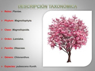  Reino: Plantae.
 Phylum: Magnoliophyta.
 Clase: Magnoliopsida.
 Orden: Lamiales.
 Familia: Oleaceae.
 Género: Chionanthus.
 Especies: pubescens Kunth.
 