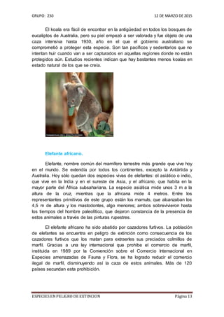 GRUPO: 230 12 DE MARZO DE 2015
ESPECIES ENPELIGRO DE EXTINCION Página 13
El koala era fácil de encontrar en la antigüedad en todos los bosques de
eucaliptos de Australia, pero su piel empezó a ser valorada y fue objeto de una
caza intensiva hasta 1930, año en el que el gobierno australiano se
comprometió a proteger esta especie. Son tan pacíficos y sedentarios que no
intentan huir cuando van a ser capturados en aquellas regiones donde no están
protegidos aún. Estudios recientes indican que hay bastantes menos koalas en
estado natural de los que se creía.
Elefante africano.
Elefante, nombre común del mamífero terrestre más grande que vive hoy
en el mundo. Se extendía por todos los continentes, excepto la Antártida y
Australia. Hoy sólo quedan dos especies vivas de elefantes: el asiático o indio,
que vive en la India y en el sureste de Asia, y el africano, que habita en la
mayor parte del África subsahariana. La especie asiática mide unos 3 m a la
altura de la cruz, mientras que la africana mide 4 metros. Entre los
representantes primitivos de este grupo están los mamuts, que alcanzaban los
4,5 m de altura y los mastodontes, algo menores; ambos sobrevivieron hasta
los tiempos del hombre paleolítico, que dejaron constancia de la presencia de
estos animales a través de las pinturas rupestres.
El elefante africano ha sido abatido por cazadores furtivos. La población
de elefantes se encuentra en peligro de extinción como consecuencia de los
cazadores furtivos que los matan para extraerles sus preciados colmillos de
marfil. Gracias a una ley internacional que prohíbe el comercio de marfil,
instituida en 1989 por la Convención sobre el Comercio Internacional en
Especies amenazadas de Fauna y Flora, se ha logrado reducir el comercio
ilegal de marfil, disminuyendo así la caza de estos animales. Más de 120
países secundan esta prohibición.
 