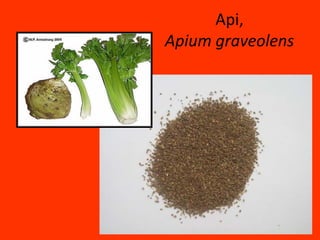 Api, Apiumgraveolens