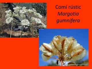 Comí rústicMargotiagumnifera