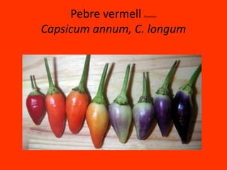 Pebre vermell PimentónCapsicumannum, C. longum