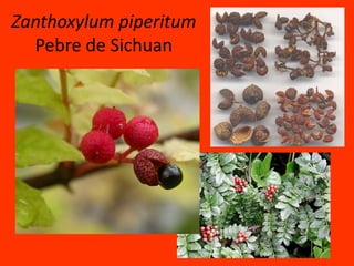 ZanthoxylumpiperitumPebre de Sichuan