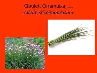 Cibulet, Caramuixa, CebollinoAlliumshcoenoprasum