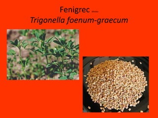 Fenigrec AlholvaTrigonellafoenum-graecum