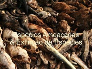 Espécies Ameaçadas
& Extinção de Espécies
 