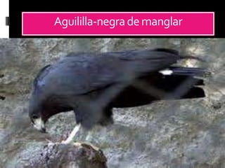 Aguililla-negrademanglar
 