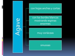 Agave
con hojas anchas y cortas
con los bordes blancos
mostrando espinas
enormes
muy coriáceas
sinuosas
 