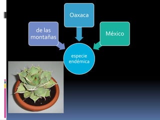 especie
endémica
de las
montañas
Oaxaca
México
 