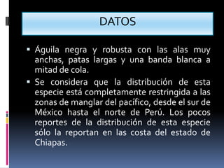 DATOS
 Águila negra y robusta con las alas muy
anchas, patas largas y una banda blanca a
mitad de cola.
 Se considera que la distribución de esta
especie está completamente restringida a las
zonas de manglar del pacífico, desde el sur de
México hasta el norte de Perú. Los pocos
reportes de la distribución de esta especie
sólo la reportan en las costa del estado de
Chiapas.
 