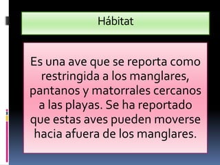 Hábitat
Es una ave que se reporta como
restringida a los manglares,
pantanos y matorrales cercanos
a las playas. Se ha reportado
que estas aves pueden moverse
hacia afuera de los manglares.
 