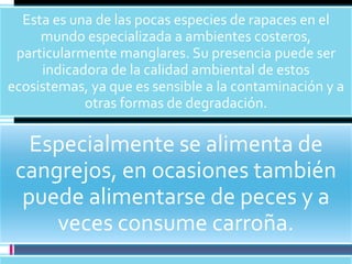 Esta es una de las pocas especies de rapaces en el
mundo especializada a ambientes costeros,
particularmente manglares. Su presencia puede ser
indicadora de la calidad ambiental de estos
ecosistemas, ya que es sensible a la contaminación y a
otras formas de degradación.
Especialmente se alimenta de
cangrejos, en ocasiones también
puede alimentarse de peces y a
veces consume carroña.
 