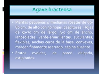  Plantas pequeñas o medianas rosetas de 60-
80 cm, de alto con 30 hojas, cespitosas. Hojas
de 50-70 cm de largo, 3-5 cm de ancho,
lanceoladas, verde-amarillentas, suculentas,
flexibles, anchas cerca de la base, convexas,
margen finamente aserrado, espina ausente.
 Frutos ovoides, de pared delgada,
estipitados.
 