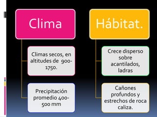 Clima
Climas secos, en
altitudes de 900-
1750.
Precipitación
promedio 400-
500 mm
Hábitat.
Crece disperso
sobre
acantilados,
ladras
Cañones
profundos y
estrechos de roca
caliza.
 