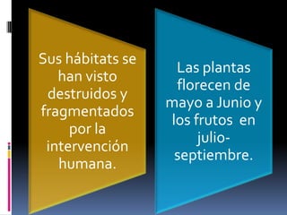 Sus hábitats se
han visto
destruidos y
fragmentados
por la
intervención
humana.
Las plantas
florecen de
mayo a Junio y
los frutos en
julio-
septiembre.
 