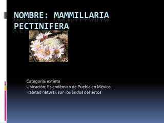 NOMBRE: MAMMILLARIA
PECTINIFERA
Categoría: extinta
Ubicación: Es endémico de Puebla en México.
Habitad natural: son los áridos desiertos
 