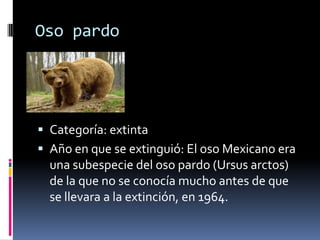 Oso pardo
 Categoría: extinta
 Año en que se extinguió: El oso Mexicano era
una subespecie del oso pardo (Ursus arctos)
de la que no se conocía mucho antes de que
se llevara a la extinción, en 1964.
 