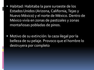  Habitad: Habitaba la pare suroeste de los
Estados Unidos (Arizona, California,Tejas y
Nuevo México) y el norte de México. Dentro de
México vivía en zonas de pastizales y zonas
montañosas pobladas de pinos.
 Motivo de su extinción: la caza ilegal por la
belleza de su pelaje. Provoco que el hombre lo
destruyera por completo
 