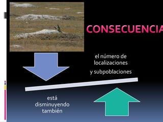 el número de
localizaciones
y subpoblaciones
está
disminuyendo
también
 
