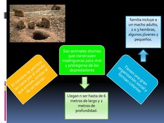 Son animales diurnos
que construyen
madrigueras para vivir
y protegerse de los
depredadores
Llegan n ser hasta de 6
metros de largo y 2
metros de
profundidad.
familia incluye a
un macho adulto,
2 o 3 hembras,
algunos jóvenes y
pequeños.
 