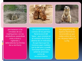 permanecen a las
entradas de sus
madrigueras o en los
alrededores aseándose
unos a otros y
vigilando y
defendiendo los límites
de su territorio
Un comportamiento
curioso de los perritos
llaneros es el del
´beso´, que consiste en
el contacto de la boca
abierta de un individuo
(lo que hace que los
incisivos sean visibles)
con la del otro y puede
funcionar tanto como
señal de amenaza
como de
reconocimiento
Son pequeños y de
aspecto fácilmente
reconocible ya que
miden entre 28 y 33
cm.Alcanza hasta 1 o
1,5 kg.
 