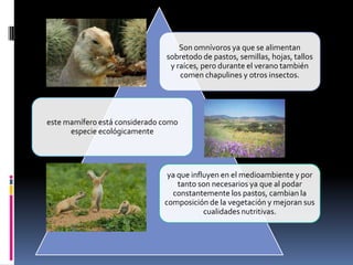 Son omnívoros ya que se alimentan
sobretodo de pastos, semillas, hojas, tallos
y raíces, pero durante el verano también
comen chapulines y otros insectos.
este mamífero está considerado como
especie ecológicamente
ya que influyen en el medioambiente y por
tanto son necesarios ya que al podar
constantemente los pastos, cambian la
composición de la vegetación y mejoran sus
cualidades nutritivas.
 