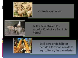 Viven de 4 a 7 años
se le encuentra en los
estados Coahuila y San Luis
Potosí.
Está perdiendo hábitat
debido a la expansión de la
agricultura y las ganaderías.
 