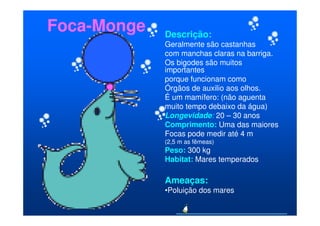 Foca-Monge   Descrição:
             Geralmente são castanhas
             com manchas claras na barriga.
             Os bigodes são muitos
             importantes
             porque funcionam como
             Órgãos de auxilio aos olhos.
             É um mamífero: (não aguenta
             muito tempo debaixo da água)
             Longevidade: 20 – 30 anos
             Comprimento: Uma das maiores
             Focas pode medir até 4 m
             (2,5 m as fêmeas)
             Peso: 300 kg
             Habitat: Mares temperados

             Ameaças:
             •Poluição dos mares
 