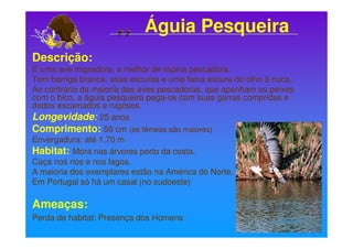 Águia Pesqueira
Descrição:
É uma ave migradora, a melhor de rapina pescadora.
Tem barriga branca, asas escuras e uma faixa escura do olho à nuca.
Ao contrário da maioria das aves pescadoras, que apanham os peixes
com o bico, a águia pesqueira pega-os com suas garras compridas e
dedos escamados e rugosos.
Longevidade: 25 anos
Comprimento: 50 cm (as fêmeas são maiores)
Envergadura: até 1,70 m
Habitat: Mora nas árvores perto da costa.
Caça nos rios e nos lagos.
A maioria dos exemplares estão na América do Norte.
Em Portugal só há um casal (no sudoeste)

Ameaças:
Perda de habitat: Presença dos Homens
 