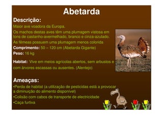 Abetarda
Descrição:
Maior ave voadora da Europa.
Os machos destas aves têm uma plumagem vistosa em
tons de castanho-avermelhado, branco e cinza-azulado.
As fêmeas possuem uma plumagem menos colorida
Comprimento: 50 – 120 cm (Abetarda Gigante)
Peso: 16 kg

Habitat: Vive em meios agrícolas abertos, sem arbustos e
com árvores escassas ou ausentes. (Alentejo)


Ameaças:
•Perda de habitat (a utilização de pesticidas está a provocar
a diminuição do alimento disponível)
•Colisão com cabos de transporte de electricidade
•Caça furtiva
 