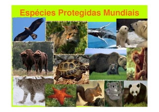 Espécies Protegidas Mundiais
 