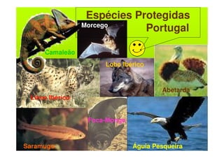 Espécies Protegidas
                 Morcego
                             Portugal

     Camaleão
                      Lobo Ibérico



                                       Abetarda
 Lince Ibérico


                  Foca-Monge



Saramugo                       Águia Pesqueira
 