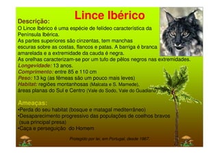 Descrição:
                       Lince Ibérico
O Lince Ibérico é uma espécie de felídeo característica da
Península Ibérica.
As partes superiores são cinzentas, tem manchas
escuras sobre as costas, flancos e patas. A barriga é branca
amarelada e a extremidade da cauda é negra.
As orelhas caracterizam-se por um tufo de pêlos negros nas extremidades.
Longevidade: 13 anos.
Comprimento: entre 85 e 110 cm
Peso: 13 kg (as fêmeas são um pouco mais leves)
Habitat: regiões montanhosas (Malcata e S. Mamede),
áreas planas do Sul e Centro (Vale do Sodo, Vale do Guadiana)

Ameaças:
•Perda do seu habitat (bosque e matagal mediterrâneo)
•Desaparecimento progressivo das populações de coelhos bravos
 (sua principal presa)
•Caça e perseguição do Homem
                     Protegido por lei, em Portugal, desde 1967.
 