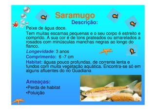 Saramugo
                     Descrição:
Peixe de água doce.
Tem muitas escamas pequenas e o seu corpo é estreito e
comprido. A sua cor é de tons prateados ou amarelados a
rosados com minúsculas manchas negras ao longo do
flanco.
Longevidade: 3 anos
Comprimento: 6 -7 cm
Habitat: águas pouco profundas, de corrente lenta e
fundos com muita vegetação aquática. Encontra-se só em
alguns afluentes do rio Guadiana

Ameaças:
•Perda de habitat
•Poluição
 