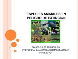 ESPECIES ANIMALES EN
PELIGRO DE EXTINCIÓN
EQUIPO 5: LOS TRIÁNGULOS
PROFESORA: DALIA MARÍA GONZÁLEZ AGUILAR
PRIMERO “B”
 