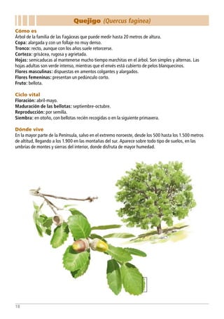 Bosques arboles y arbustos. Manual de especies ibéricas