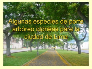 Algunas especies de porte
 arbóreo idóneas para la
     ciudad de Lima
 